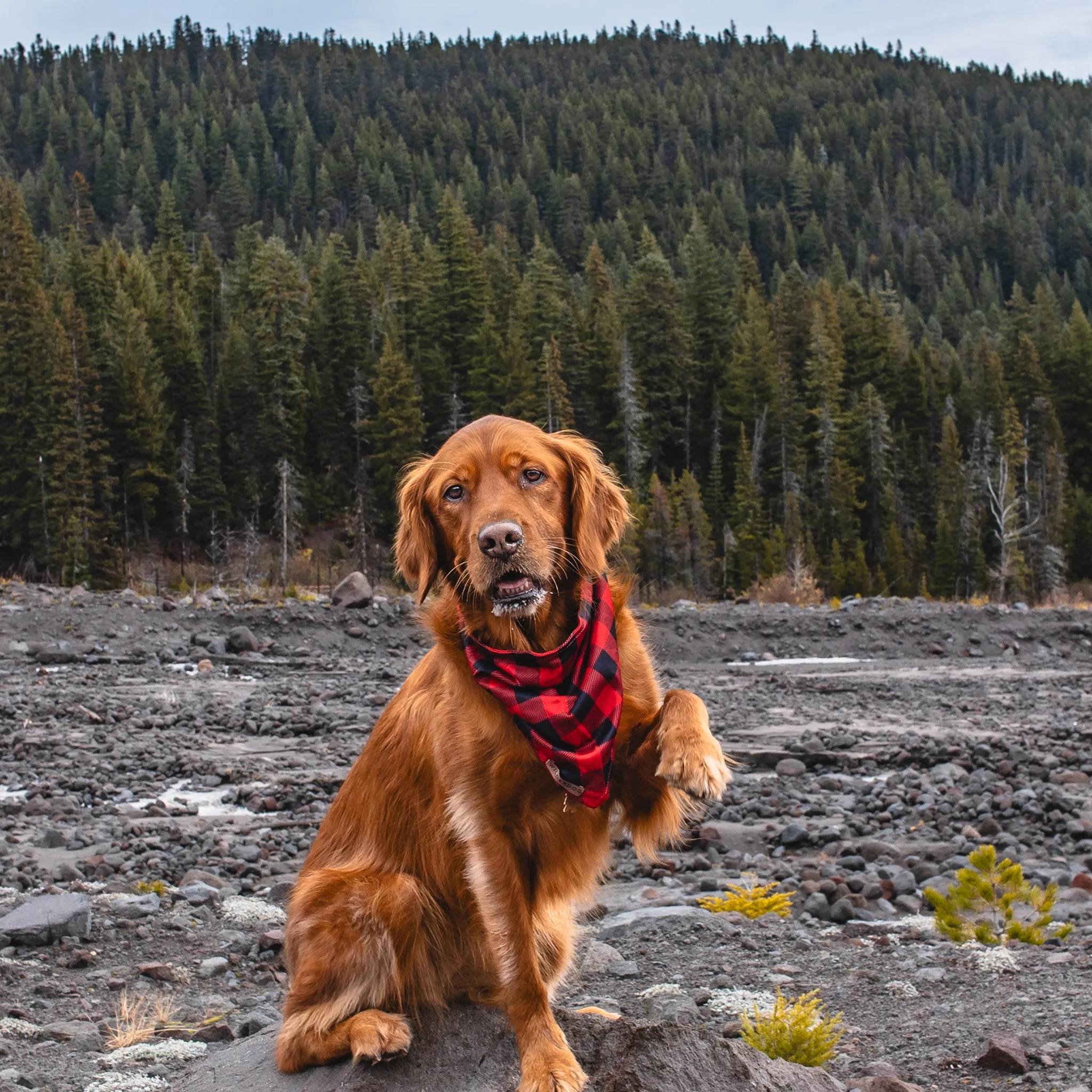 Buffalo Plaid Bandana