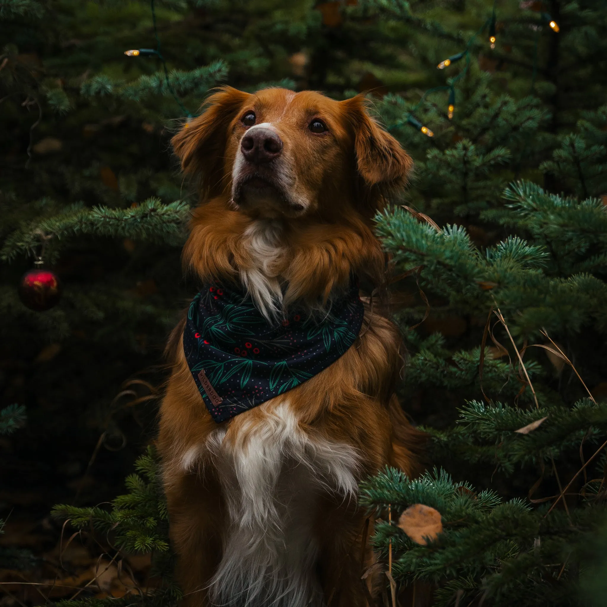 Holly Bandana