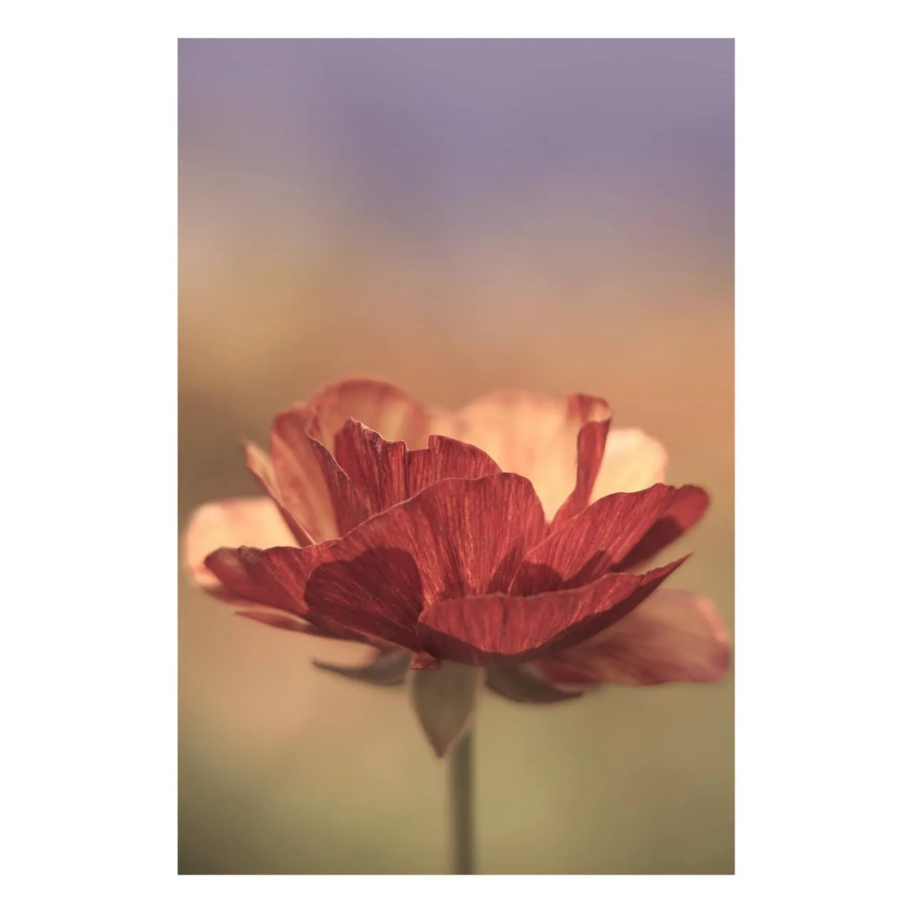 "A Blast of Color" | Nature Photography Print